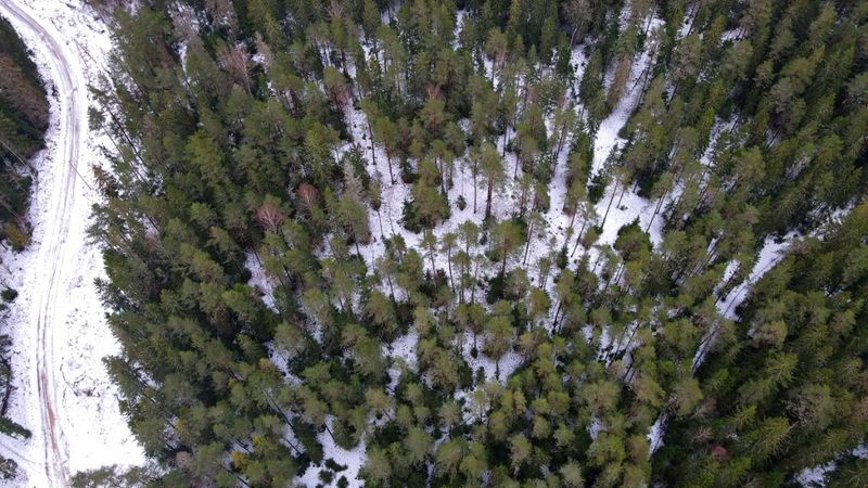 Sodra plāno pārdot mežus un ar tiem saistīto uzņēmējdarbību Baltijas valstīs