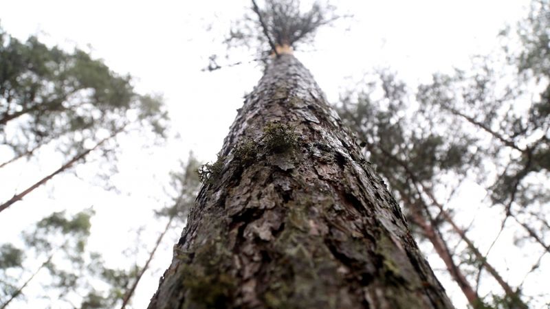 Mežu īpašnieki: Turpinot konfliktus dabas aizsardzībā, zaudē visi