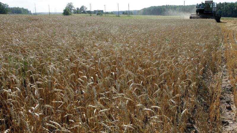Zemnieki: Graudu kulšana tuvojas beigām; lietus dēļ nāksies iepauzēt