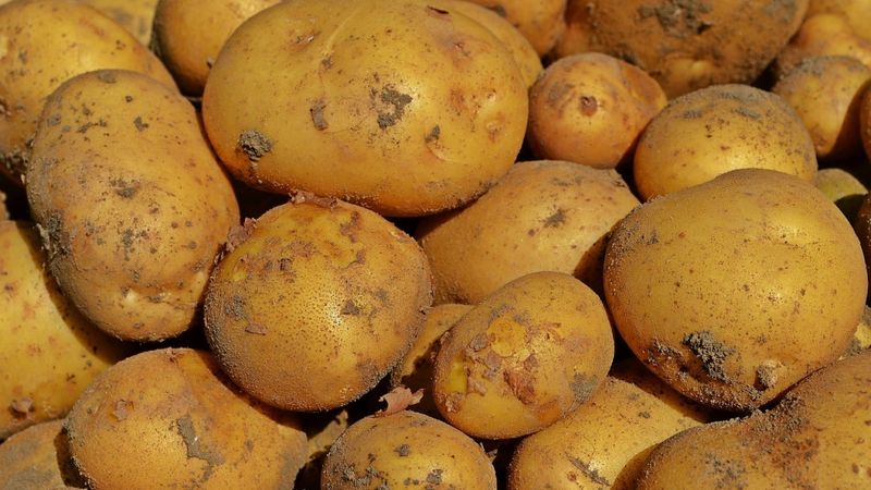 Orkla Latvija bažījas par graudu un kartupeļu ražas kvalitāti