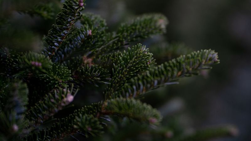 Eglīšu un piegādes cenas šogad kāpušas par vidēji 10-20%