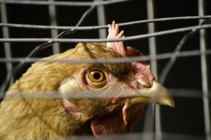 Papildināta - Atļauj AB Linas Agro Group iegādāties vistas gaļas ražotnes