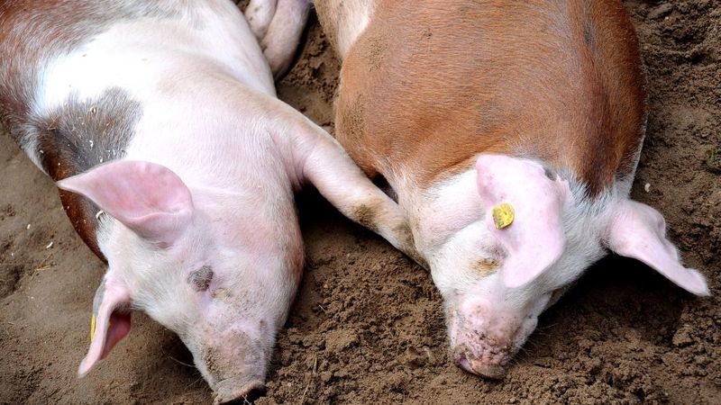Latgalē mājas cūkām atkal konstatē saslimšanu ar klasisko cūku mēri