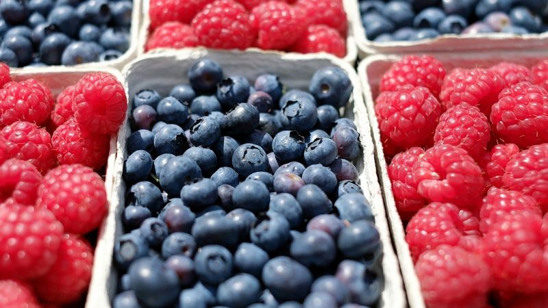 Augļu un ogu audzētāji Latvijā kraujas malā