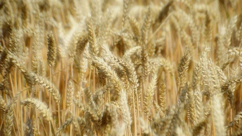 Graudaugu imports no Krievijas pieaudzis par 2,7%