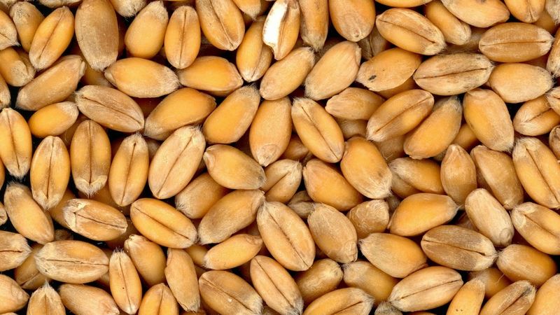 Iebrukums Ukrainā var destabilizēt pārtikas produktu piegādes pasaulē