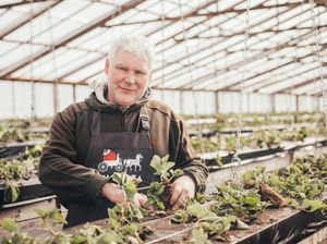 Pirmā Latvijas zemeņu raža šogad gaidāma vēlāk