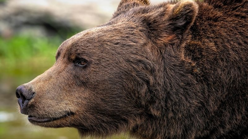 Slovākija apstiprina brūno lāču gaļas pārdošanu