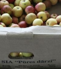 Pūres dārziem ābolu pietiks līdz maijam