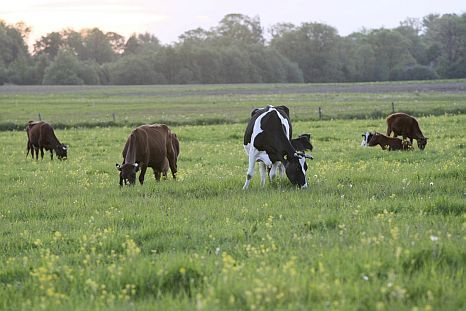 Pērn Zemesgrāmatā reģistrēti darījumi par 785 miljoniem latu
