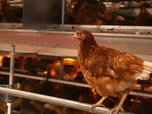 Dējējvistu turēšanas sprostos aizliegums graus Latvijas ekonomiku un palielinās importa produkcijas patēriņu
