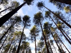 Rīgas meži: Nozari turpinās ietekmēt ģeopolitiskie un ekonomiskie izaicinājumi