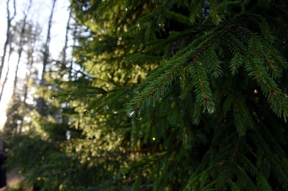 Foto: Zane Bitere/LETA