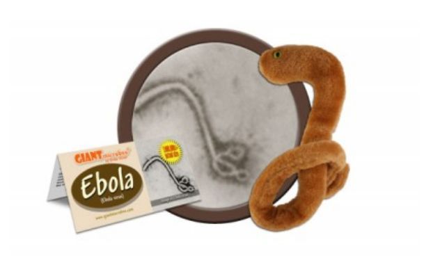 Ebolas lelles tirgo par gandrīz 30 ASV dolāriem gabalā