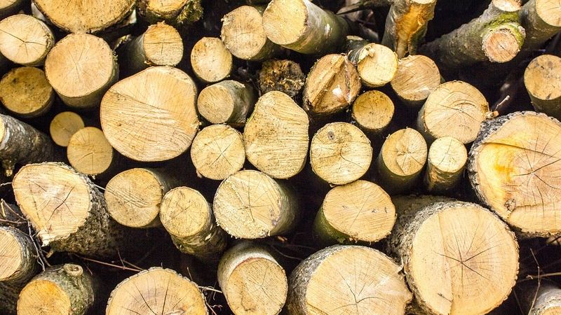Izmaiņas koku ciršanas noteikumos var radīt risku arī kokmateriālu eksportspējai