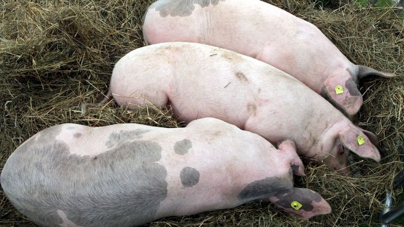 Baltic Pork, palielinot maksimālo summu, pārjauno komercķīlu