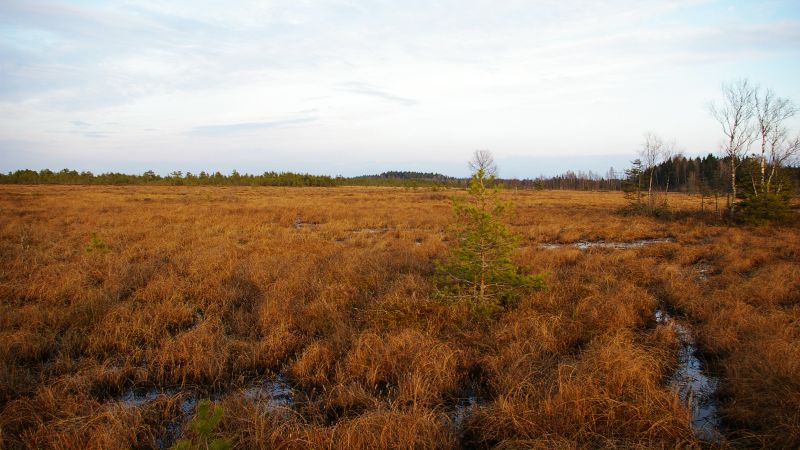 Latvijas kūdras purvos saimnieko ārzemnieki
