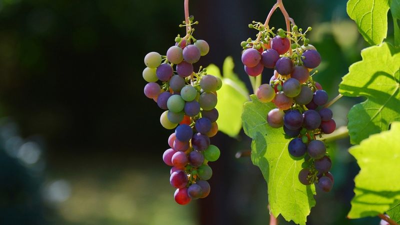 Vīnkopības nozares perspektīvas Latvijā turpina palielināties