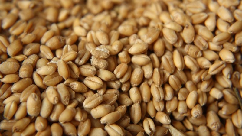 Linas Agro Group Iecavā plāno būvēt sēklu ražotni