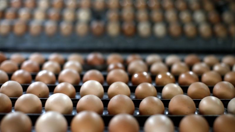 Aicina apturēt olu importu no trešajām valstīm