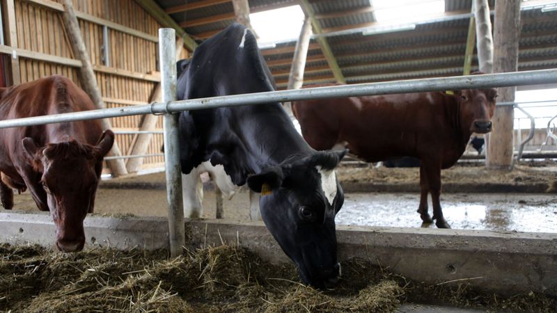 Kalna Oši būvēs piena pārstrādes kombinātu