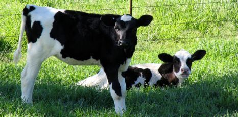 LOSP: halal kaušanā nav pretrunu