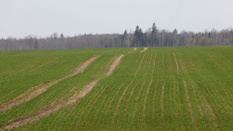 Platību maksājumiem pamattermiņā pieteikušies 49 085 lauksaimnieki