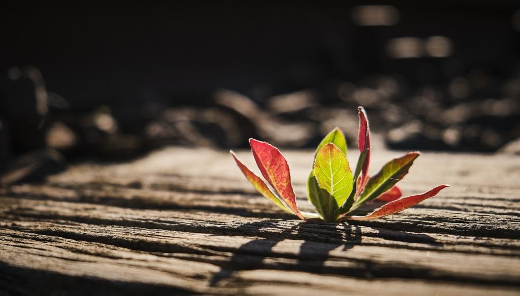 Foto: pixabay