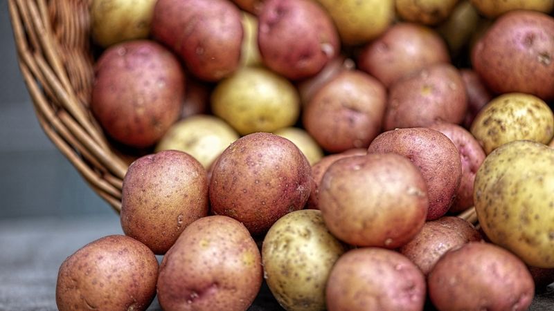 Šogad kartupeļu raža ir 1,5-5 reizes mazāka nekā vidēji
