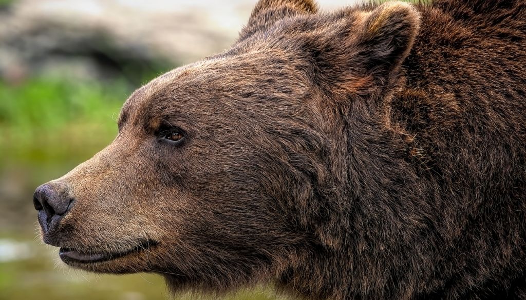 Slovākija apstiprina brūno lāču gaļas pārdošanu