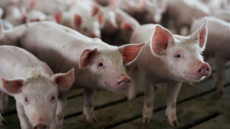 Cūkgaļas cenu kāpuma dēļ saimniecības palielina ganāmpulkus