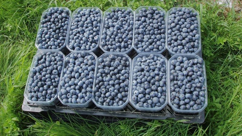 Blueberry land: darbinieki Latvijā ir, bet vai izturēs slodzi?