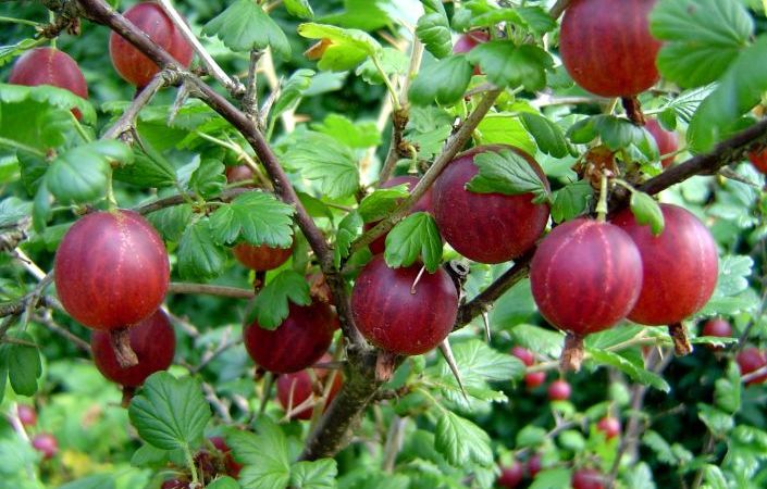 16 pārtikas produkti, kas veicinās tavu produktivitāti