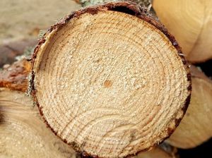 Federācija: Laika apstākļu dēļ puse no mežā sagatavotajiem kokmateriāliem ir nepieejami
