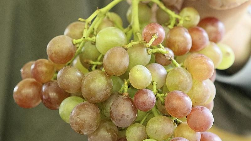 Vīndaris: vīnogu vīna darīšana Latvijā drīzāk ir dārgs hobijs
