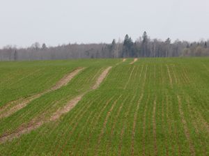 Platību maksājumiem pamattermiņā pieteikušies 49 085 lauksaimnieki