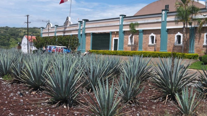 Kā ražo KAH tekilu Fabrica de Tequilas Finos ražotnē Meksikā