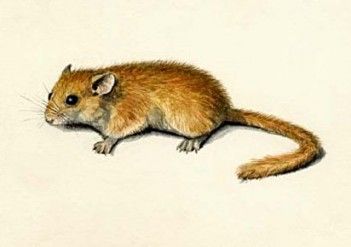 Latvijas susura kosmosā laišanas projekts uz priekšu nav pavirzījies