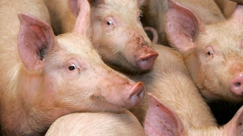 Baltic Pork cūku novietnē Āfrikas cūku mēra uzliesmojums