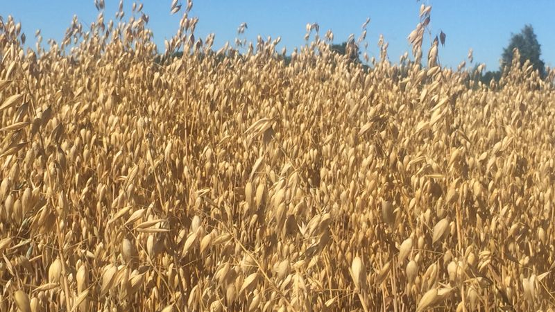 Rīgas Dzirnavnieks graudaugu audzēšanas programmā piedalās septiņas zemnieku saimniecības