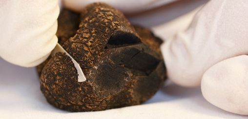 Zemniekus grib pierunāt uzsākt trifeļsēņu biznesu