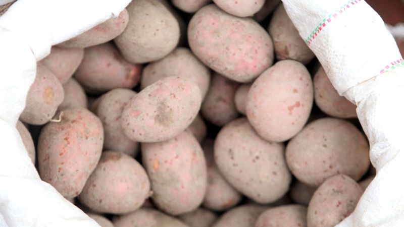 Precizēti kvalitātes nosacījumi sēklas kartupeļu audzēšanai un tirdzniecībai