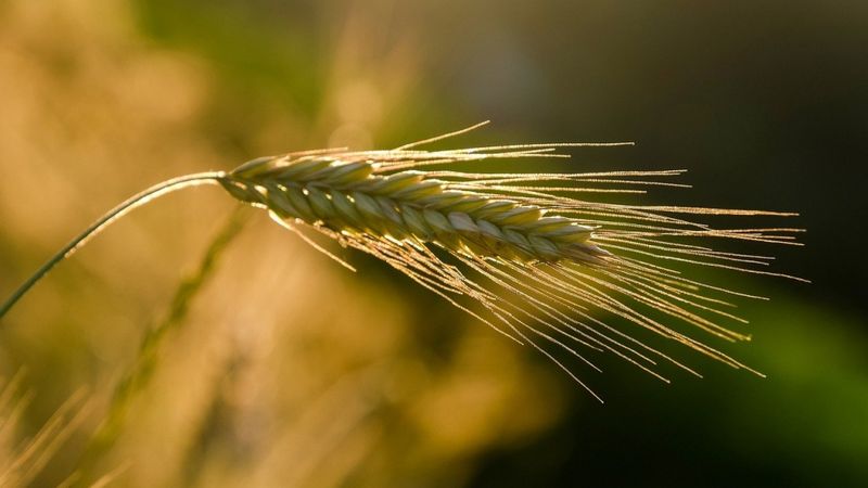 Igaunijas valdība izsludina ārkārtējo situāciju lauksaimniecībā