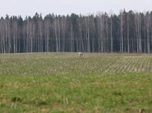 Lielākā daļa sējumu pārziemojuši veiksmīgi