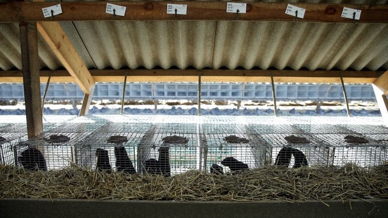 Kažokzvēru audzētāji: Latvija kļūst par nelabvēlīgu valsti ieguldītājiem