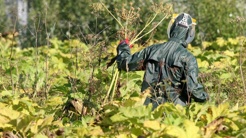 Sāk apkarot latvāņa «māsu»
