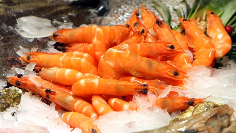 Rīgā sākts pirmais garneļu audzēšanas projekts Baltijas reģionā