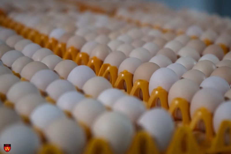 Piešķir 20,8 miljonus eiro Lit Egg dējējvistu un jaunputnu novietņu būvniecībai