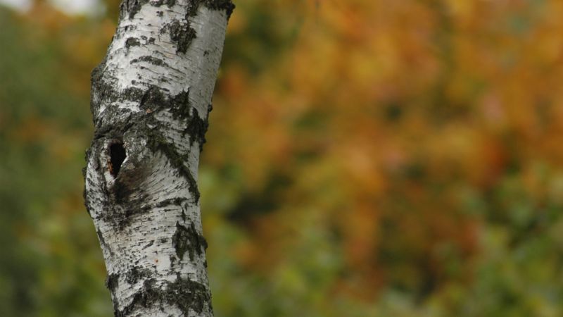 Latvijas Finieris aizaugušas lauksaimniecības zemes cer pārvērst bērzu audzēs
