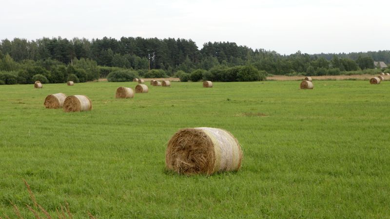 Dīvānzemniekus grib izdzīt no komforta zonas